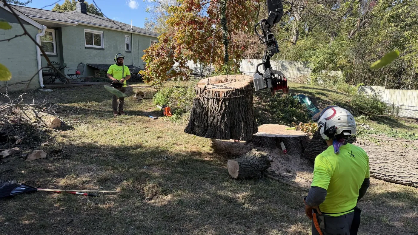 Tree Removal — Arbor Management Metro East IL Tree Removal