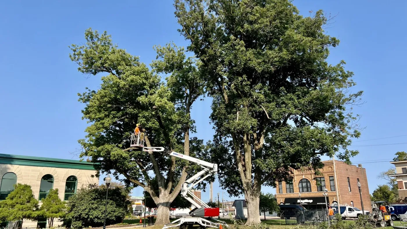 Tree Trimming & Pruning — Arbor Management Metro East IL Tree Trimming & Pruning